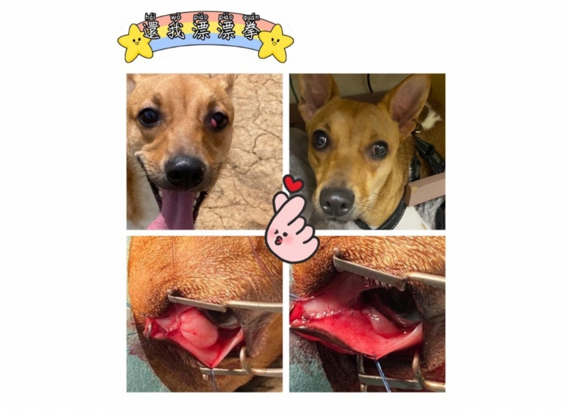 櫻桃眼
