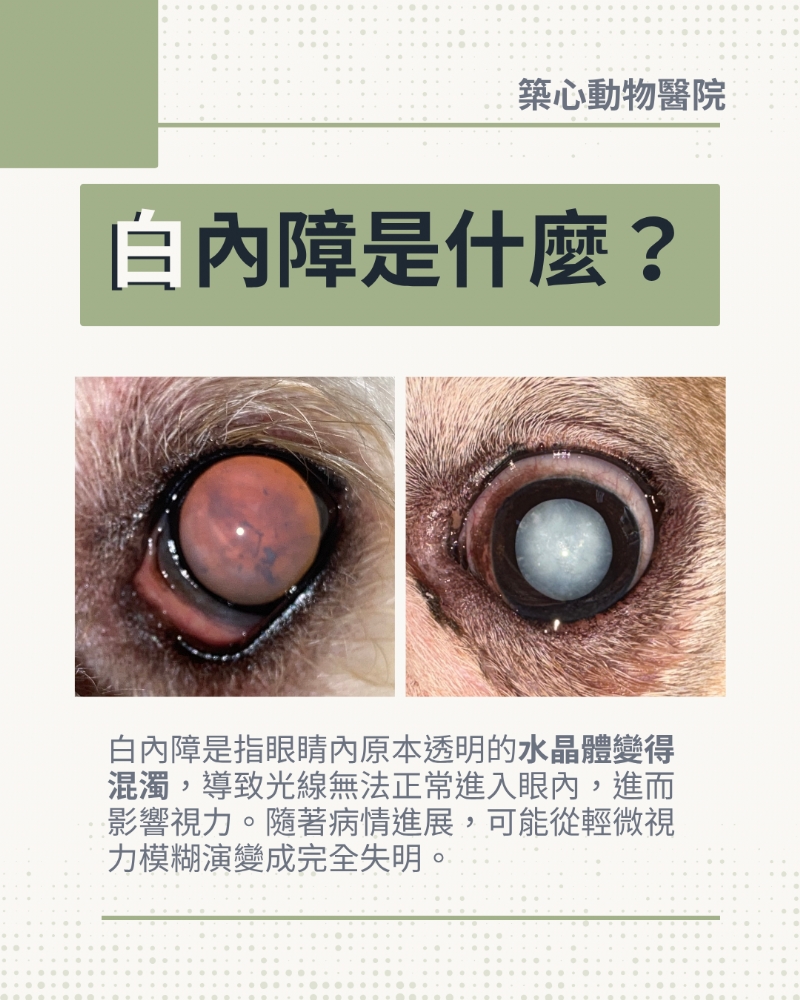 【毛孩眼睛霧濛濛？認識犬貓白內障】🐶🐱👀